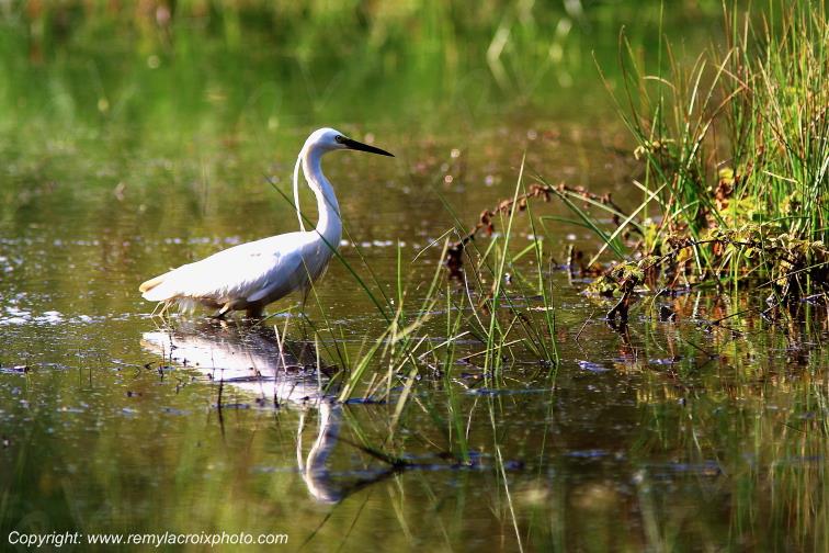 Aigrette garzette parc naturel r�gional de la Brenne Indre Berry Centre Val de Loire France
