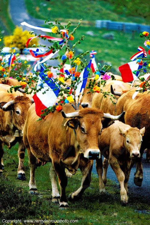 Transhumance col de Bonnecombe Aubrac Loz�re Occitanie France