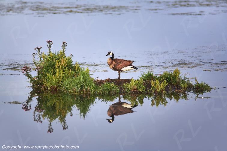 Bernache du Canada Lee Metcalf Refuge Montana USA www.remylacroixphoto.com
