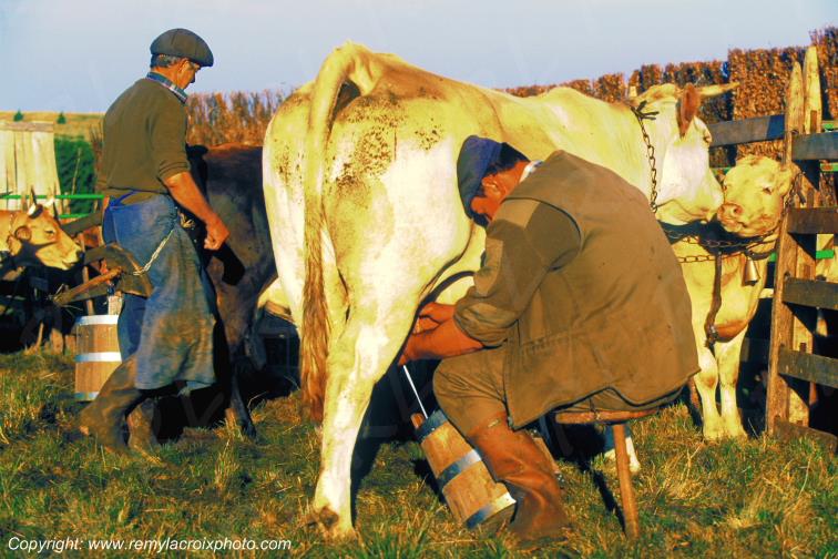 Traite vaches buron du Th�ron Aubrac Loz�re Occitanie France