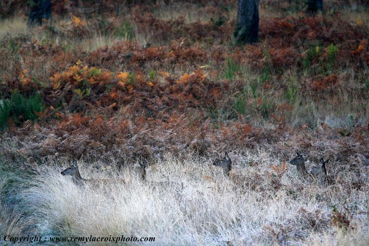 Biches for�t de Tron�ais Allier Auvergne France