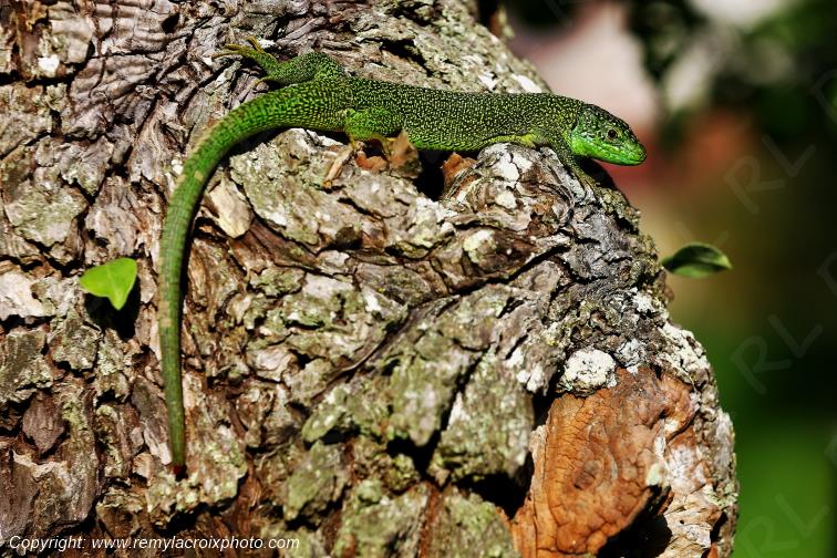 L�zard vert occidental Tranzault Indre Berry Centre Val de Loire France www.remylacroixphoto.com