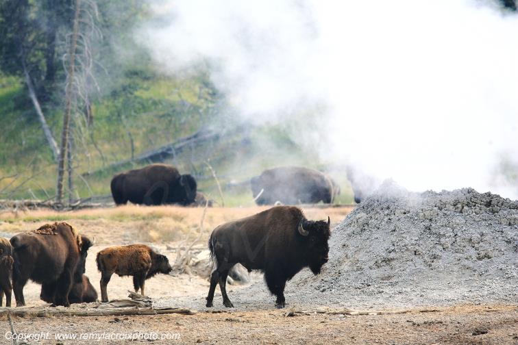 Bisons d'Am�rique american buffaloes Tatanka Yellowstone www.remylacroixphoto.com