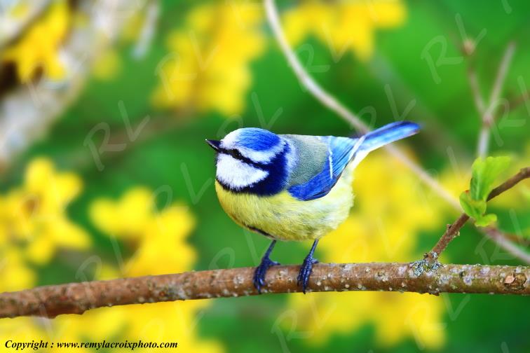 M�sange bleue Blue tit Champagne Berrichonne Cher France www.remylacroixphoto.com