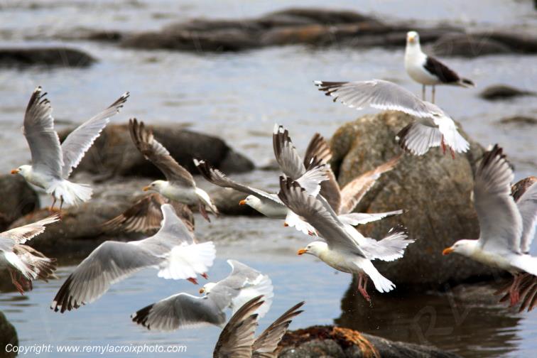 Vol de go�lands pointe de Penmarc'h Eckm�hl Finist�re Bretagne France www.remylacroixphoto.com