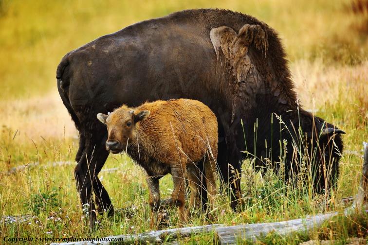 Bisons North American Buffaloes Hayden Valley Yellowstone National Park Wyoming USA www.remylacroixphoto.com