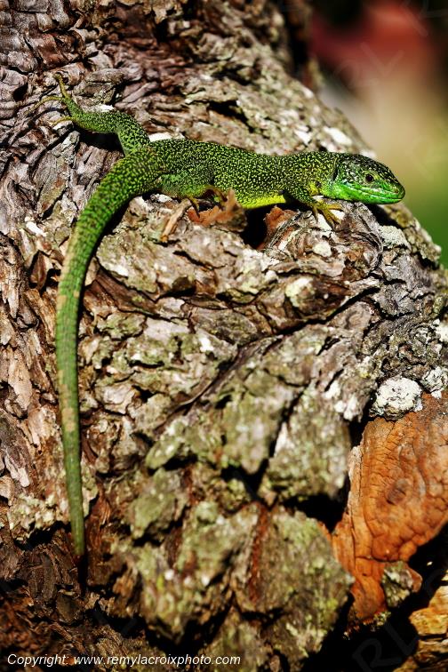 L�zard vert occidental Tranzault Indre Berry Centre Val de Loire France www.remylacroixphoto.com