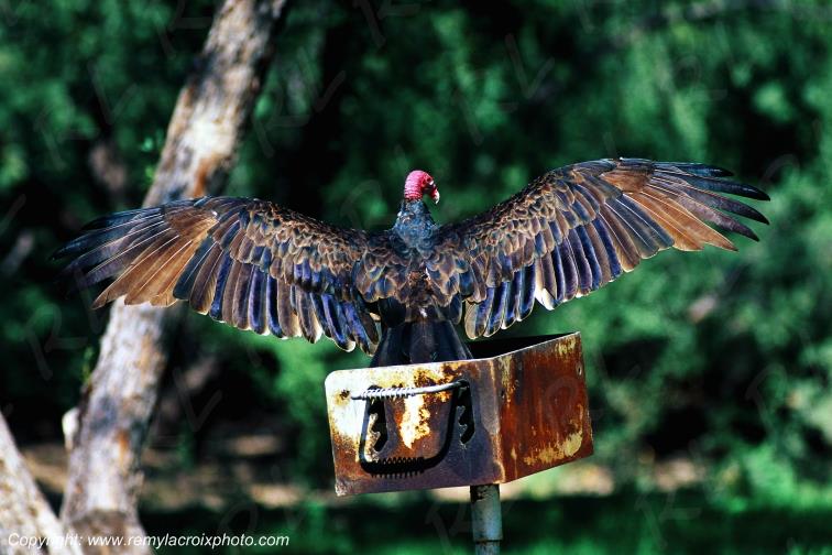Urubu � t�te rouge vautour Rio Grande Big Bend National Park Texas USA www.remylacroixphoto.com
