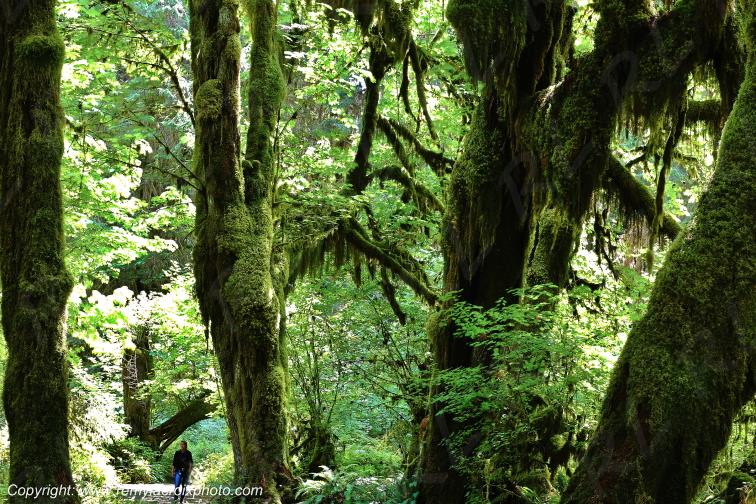 Hoh Rain Forest Olympic National Park Washington USA www.remylacroixphoto.com