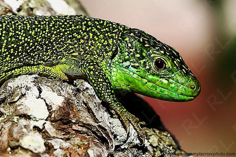 L�zard vert occidental Tranzault Indre Berry Centre Val de Loire France www.remylacroixphoto.com