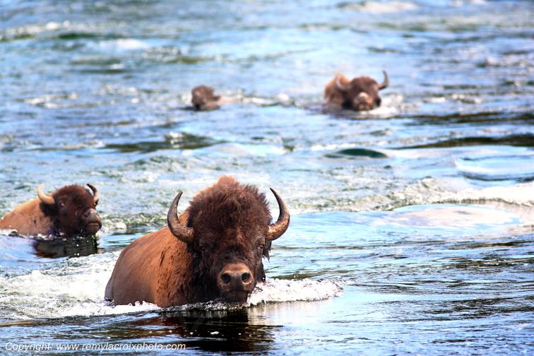 Bison d'Am�rique american buffalo Yellowstone River www.remylacroixphoto.com