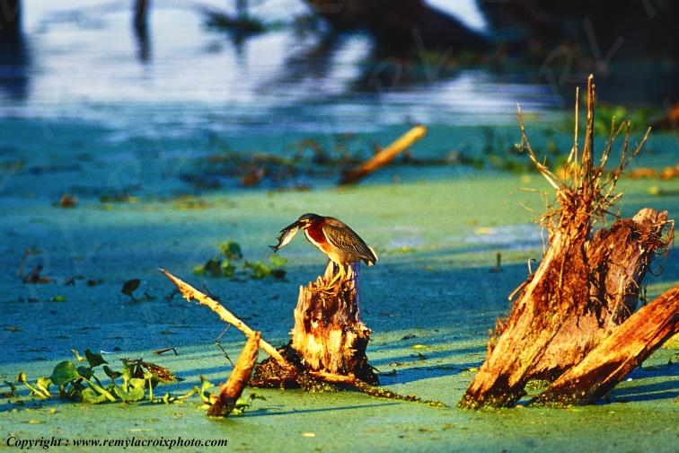 American Bittern Butor d'Am�rique bayou Martin Lake Louisiana USA www.remylacroixphoto.com