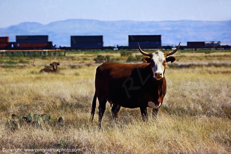 Big Bend country Texas USA www.remylacroixphoto.com