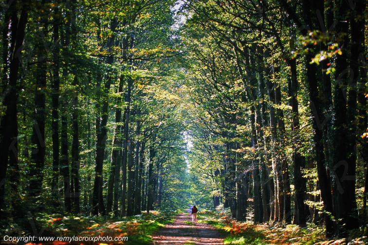 Tron�ais for�t Rond de Morat Allier Auvergne France