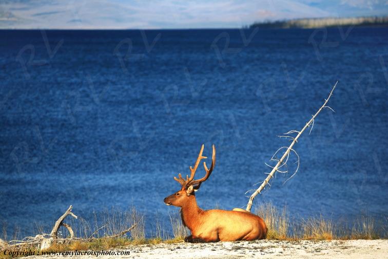 Wapiti Yellowstone Lake Yellowstone National Park Wyoming USA www.remylacroixphoto.com
