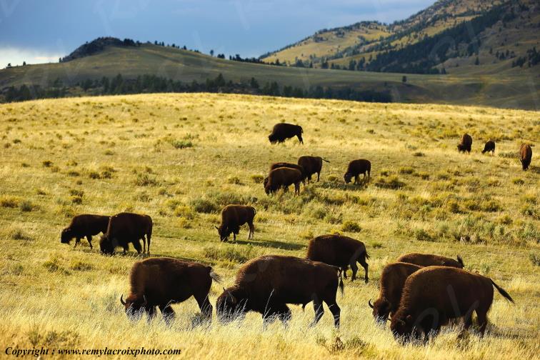 Bisons d'Am�rique american buffaloes Yellowstone National Park Wyoming USA www.remylacroixphoto.com