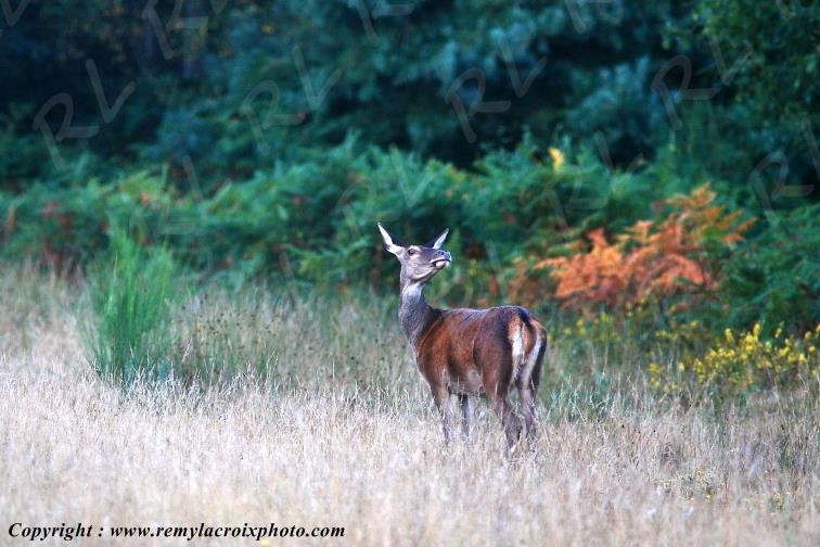 Biche for�t de Tron�ais Allier Auvergne France