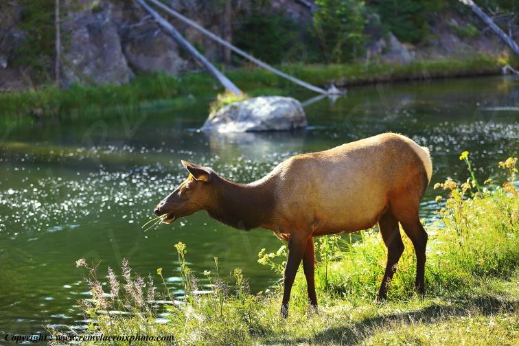 Wapiti Yellowstone National Park Wyoming USA www.remylacroixphoto.com