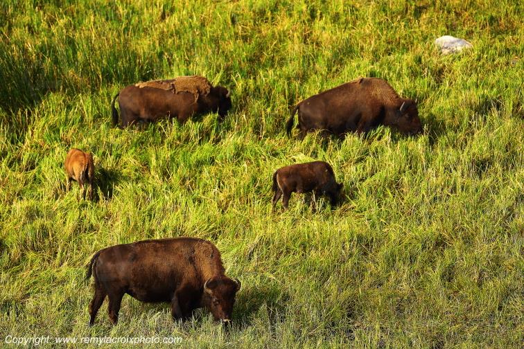Bisons d'Am�rique american buffalo Yellowstone River www.remylacroixphoto.com