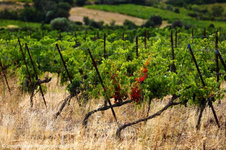 Haut Fitou vignoble Corbi�res Aude Occitanie France www.remylacroixphoto.com