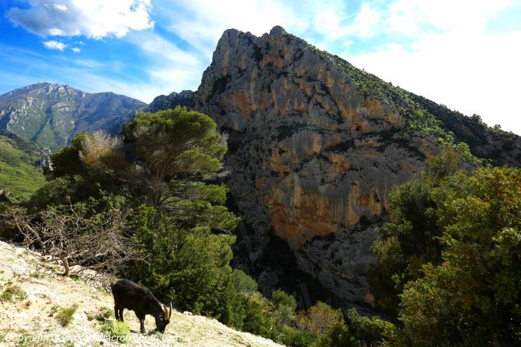 Gorges du Verdon,Alpes de Haute Provence,PACA,France