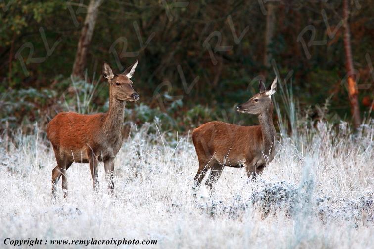 Biches for�t de Tron�ais Allier Auvergne France www.remylacroixphoto.com