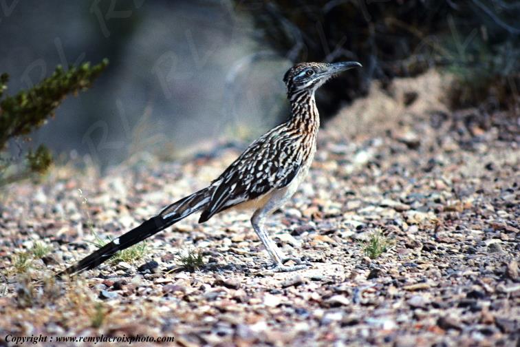 Roadrunner Big Bend National Park Texas USA www.remylacroixphoto.com