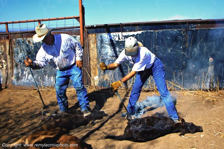Ranch Kasparian Deming New Mexico USA www.remylacroixphoto.com