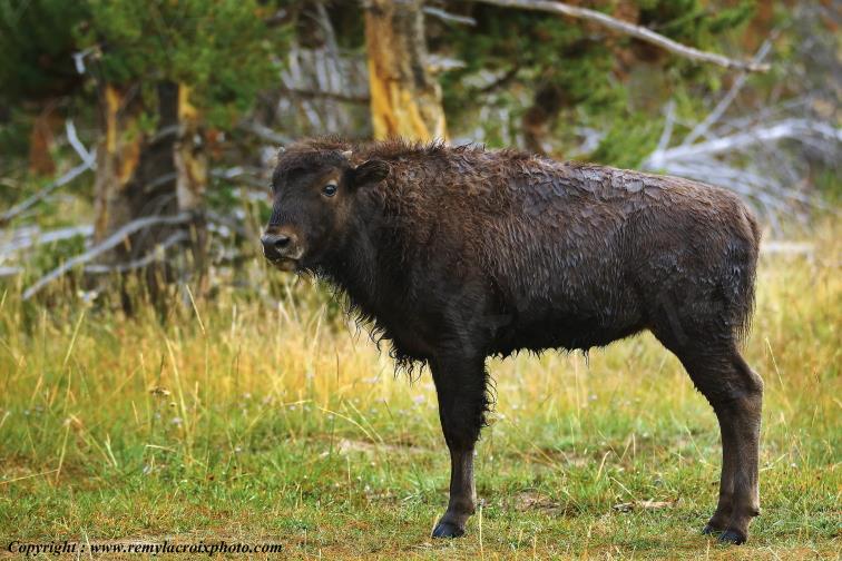 American Buffalo Bison Hayden Valley Yellowstone National Park Wyoming USA www.remylacroixphoto.com