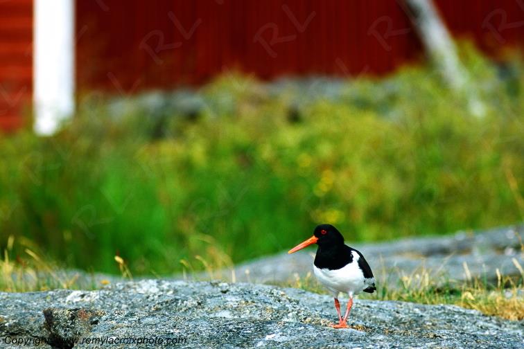 Hu�trier-pie Lofoten Norv�ge Norway www.remylacroixphoto.com