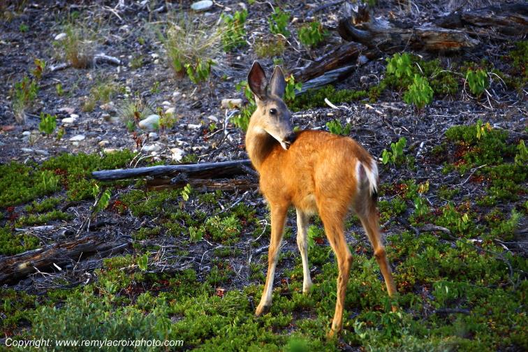 Deer Biche Kleena Kleene British Columbia Canada www.remylacroixphoto.com #biche #kleenakleene #canada #deer