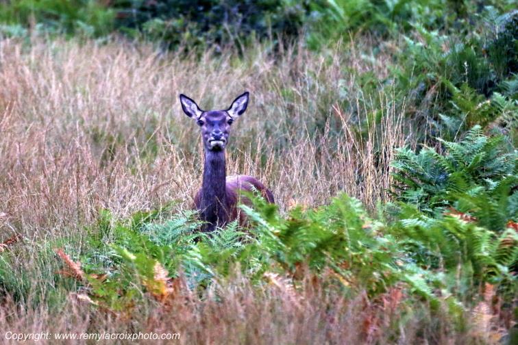 Biche for�t de Tron�ais Allier Auvergne France