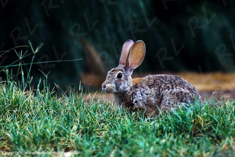 Jack Rabbit Big Bend National Park Texas USA www.remylacroixphoto.com