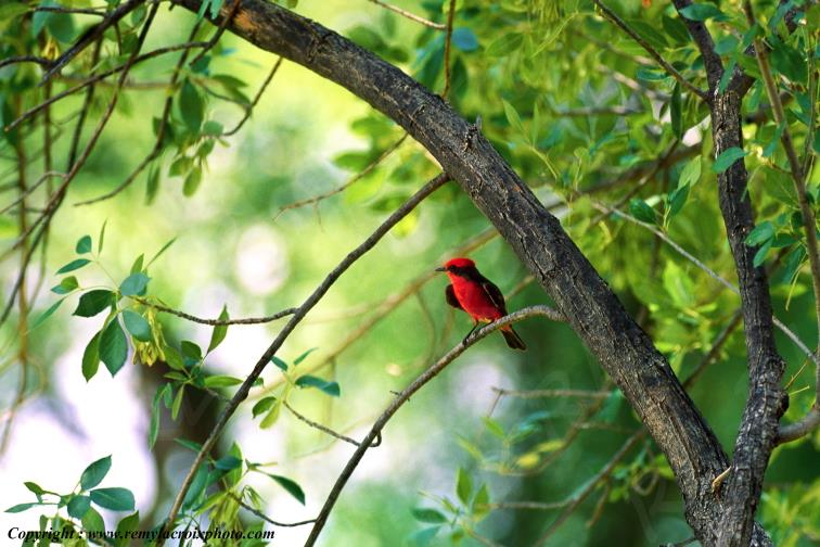 Vermilion fly catcher Moucherolle vermillon Big Bend National Park Texas USA www.remylacroixphoto.com