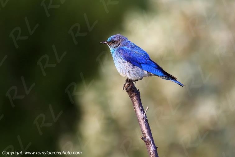 Mountain Bluebird Fort Walsh National Historic Park Saskatchewan Canada www.remylacroixphoto.com #canada #saskatchewan