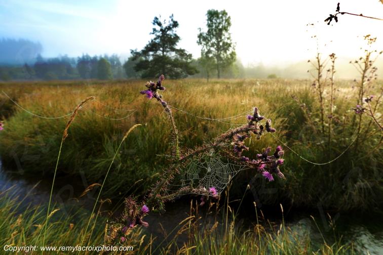 Tourbi�re du Long�roux plateau de Millevaches Corr�ze Limousin France