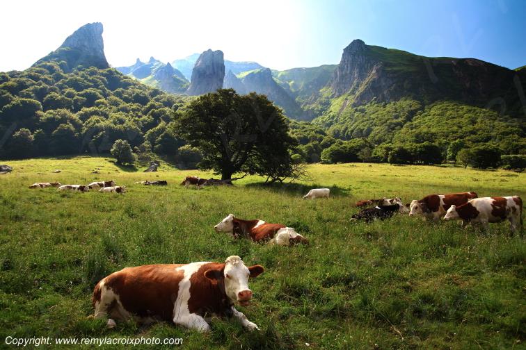 Vall�e de Chaudefour Sancy vaches Puy de D�me Auvergne Rh�ne-Alpes France www.remylacroixphoto.com