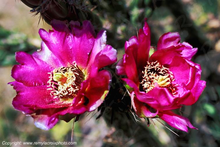 Cactus Cholla flowers Big Bend National Park Texas USA www.remylacroixphoto.com