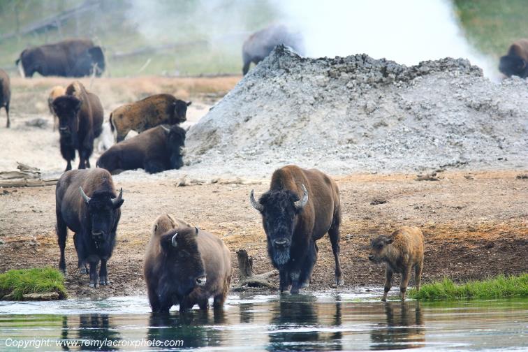Bison d'Am�rique american buffalo Yellowstone River www.remylacroixphoto.com