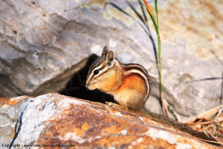 Golden Mantled Ground Squirrel Bison Range National Monument Montana USA www.remylacroixphoto.com #squirrel