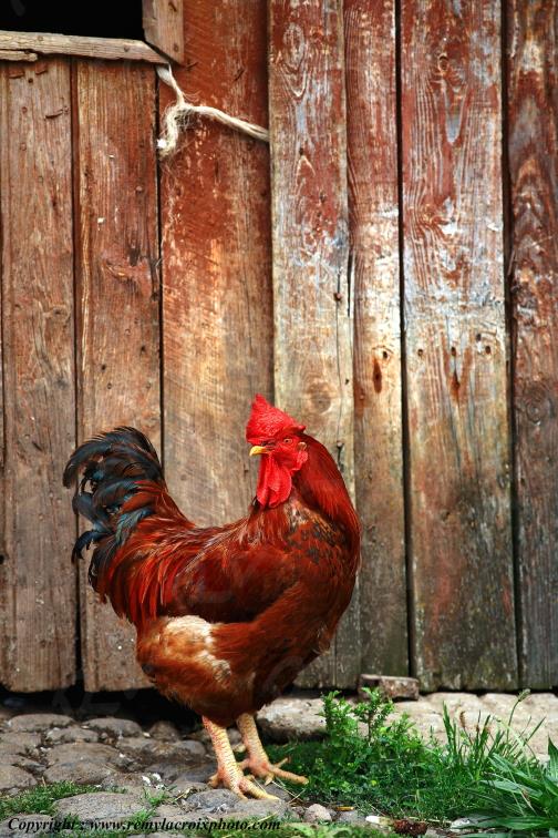 Coq de basse cour Cantal Auvergne France www.remylacroixphoto.com