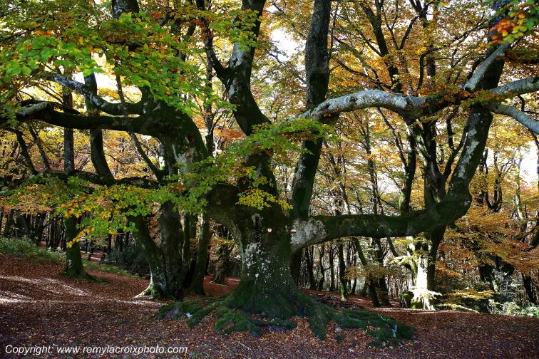 Bibracte site arch�ologique Gaulois Sa�ne et Loire Ni�vre Bourgogne Franche Comt� France www.remylacroixphoto.com