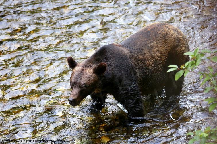Grizzly Bear Ours Brun Fish Creek Alaska USA www.remylacroixphoto.com