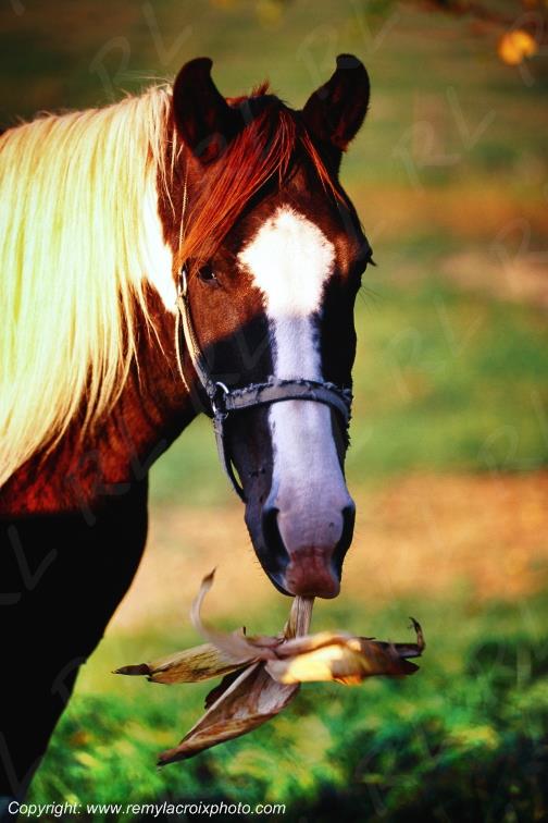 Horse with corncob Cross Keys Plantation Mount Crawford Virginia Virginie USA www.remylacroixphoto.com