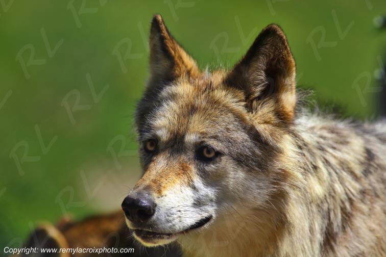 Loups du G�vaudan Loz�re Occitanie France www.remylacroixphoto.com