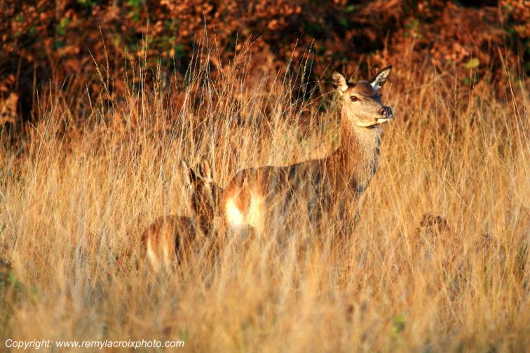 Biche faon for�t de Tron�ais Allier Auvergne France