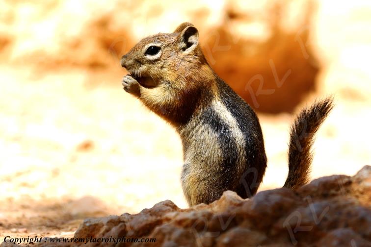 Golden Mantled Ground Squirrel Bryce Canyon Utah USA
