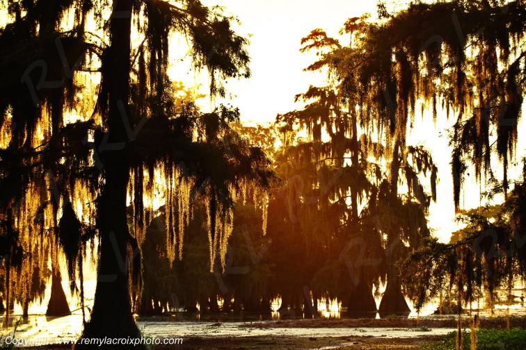 Martin Lake Bayou Cajun Louisiane USA www.remylacroixphoto.com