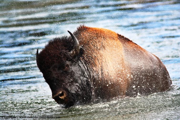 Bison d'Am�rique american buffalo Yellowstone River www.remylacroixphoto.com