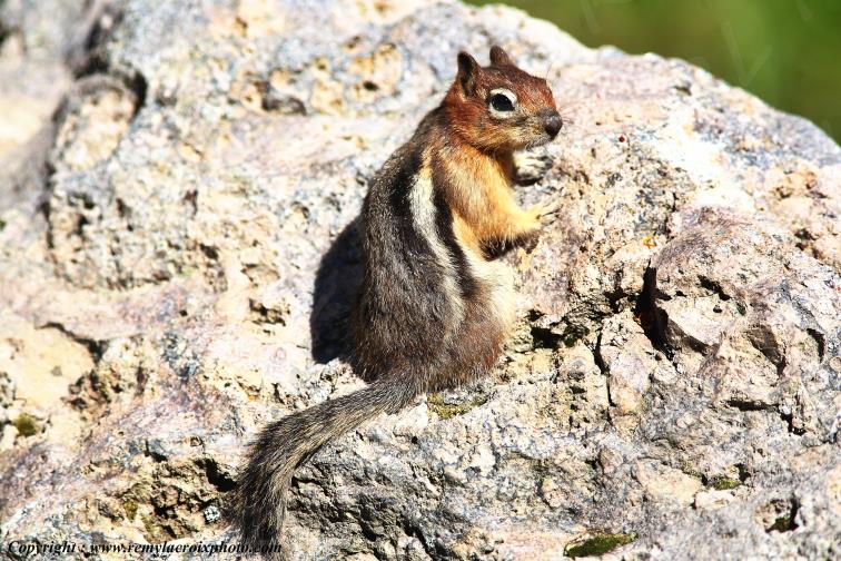 Golden mantled Ground Squirrel Yellowstone National Park Wyoming USA www.remylacroixphoto.com